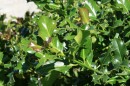 Stechpalme - Ilex aquifolium * 1130 x 753 * (303KB)